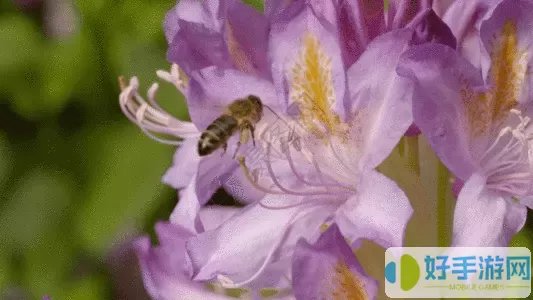 全民农场蜜蜂采蜜的花在哪买？全民农场里的蜜蜂怎么产蜜？