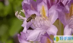 全民农场蜜蜂采蜜的花在哪买？全民农场里的蜜蜂怎么产蜜？