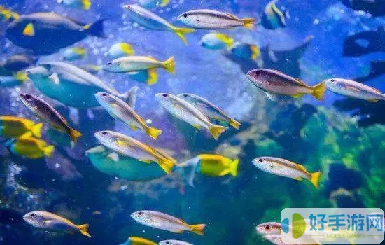 深海水族馆113种普通鱼 深海水族馆113种普通鱼 --> 深海水族馆有113种鱼