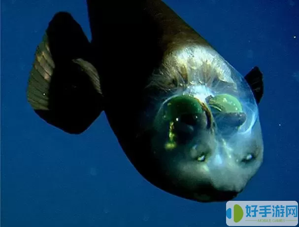 深海水族馆雪佛龙蝠鲼 深海水族馆惊现雪佛龙蝠