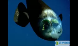 深海水族馆雪佛龙蝠鲼 深海水族馆惊现雪佛龙蝠