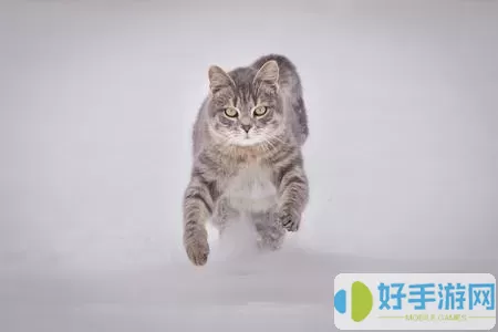 猫与密室星座 猫在密室：星座之谜