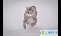 猫与密室星座 猫在密室：星座之谜