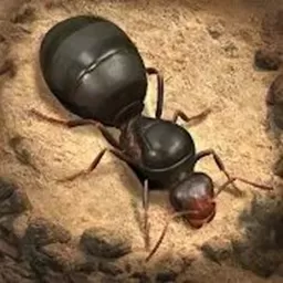 荒野蚂蚁模拟下载免费