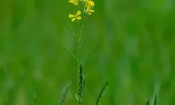 仙凡幻想人间芳菲合区了吗