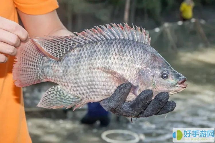 浪漫庄园罗非鱼