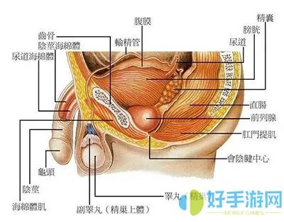 海绵体水肿是什么意思