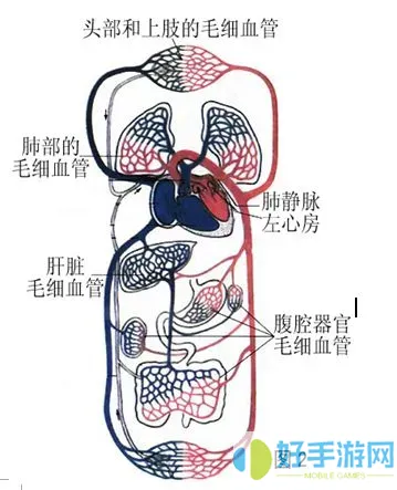 海绵体毛细血管堵塞怎么办