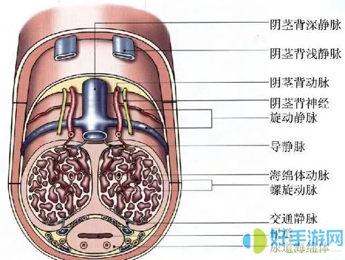 海绵体漏了怎么办