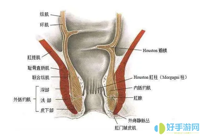 海绵体to括约肌