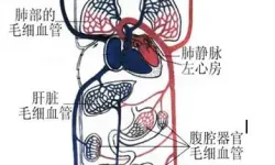 海绵体毛细血管堵塞怎么办