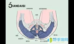 海绵体在哪个位置