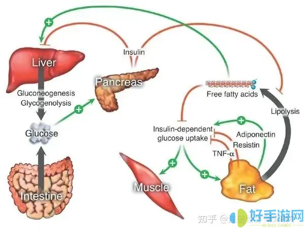 168轻断食减肥的原理