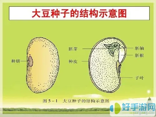 割草的100种方式种子怎么得