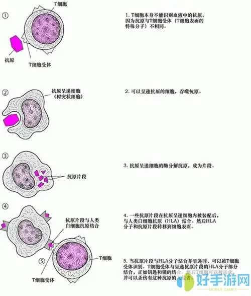 默沙东诊疗很厉害吗