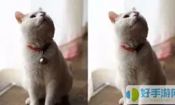 一起看图找不同猫咪